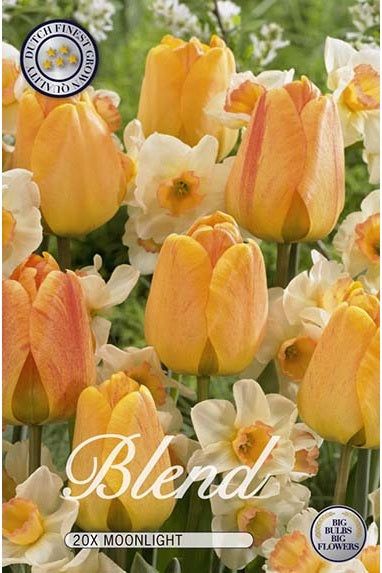 Tulipan/Narcissus Moonlight 15-pakning